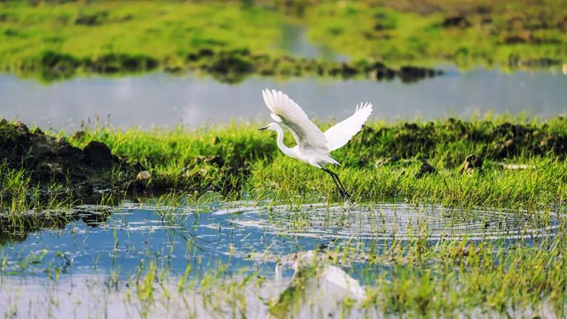 世界湿地日，这些知识点你了解吗？