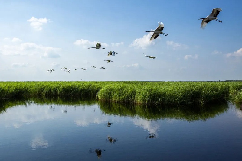 世界湿地日，这些知识点你了解吗？